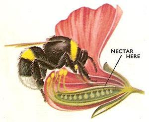 The male parts are adapted so they make contact with the insect as it feeds from the flower.