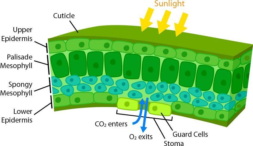 Photosynthesis happens in the chloroplasts/ chlorophyll in the leaf cells The cells at the top of the leaf are filled with chlorophyll, which gives leaves the green colour.