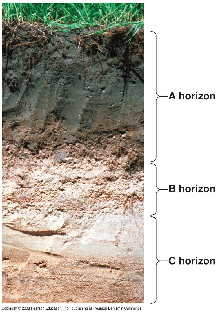 Soil Texture Soil particles are classified by size: Sand (largest), silt, and clay (smallest) Stratified into layers