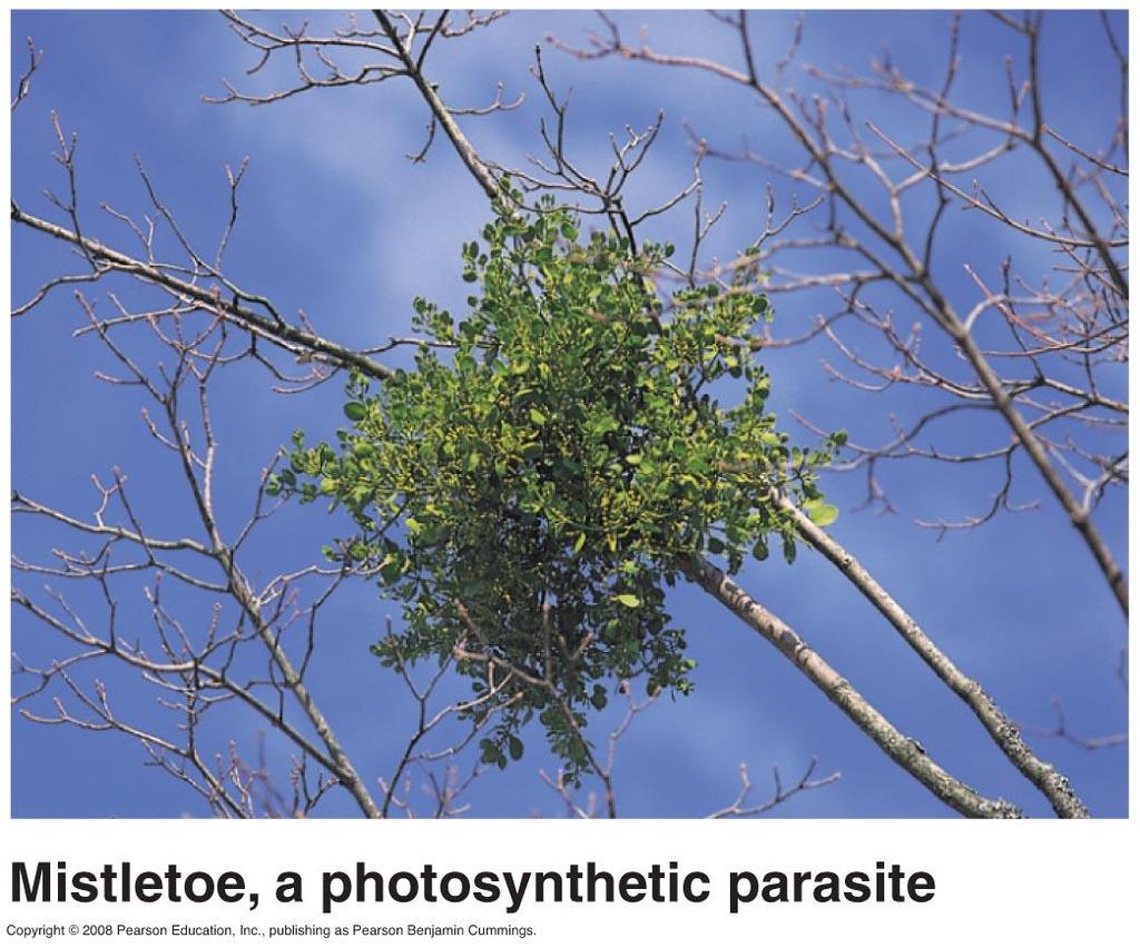 Parasitic plants