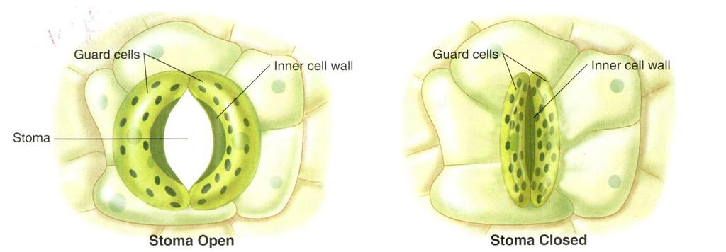 Guard Cells & Stomata Stoma Booklet page 15; Txt 682 Why do plants open their stomata?