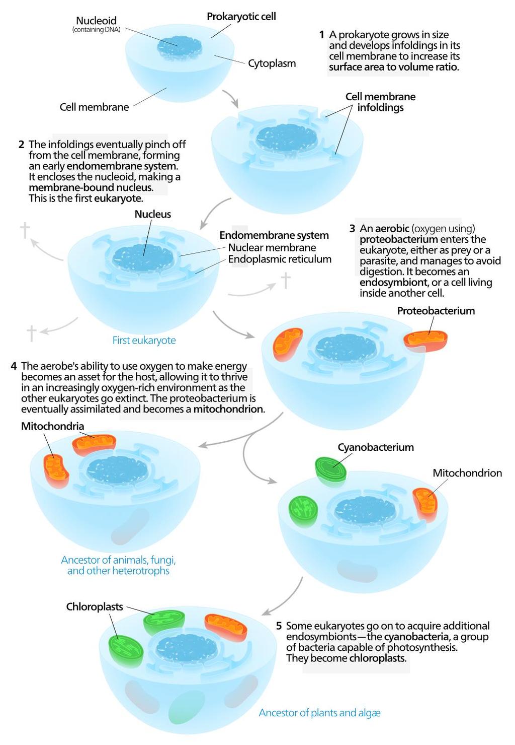 Booklet page 3; textbook page 556 Endosymbiotic Theory Lynn Margulis proposed that certain organelles evolved from a symbiotic relationship between a host