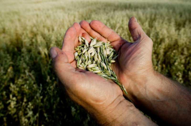 Corn Wheat Oats Barley Rye Rice Poppy