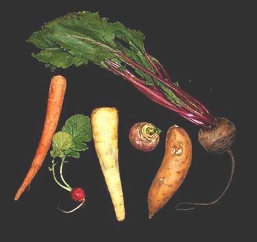 Roots we eat - examples Carrots