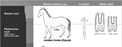 Evolution of Equine Lineage Comparing Rates