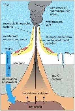Other Sea Floor Features Hydrothermal vents Underwater geysers Seawater seeps into cracked crust, gets