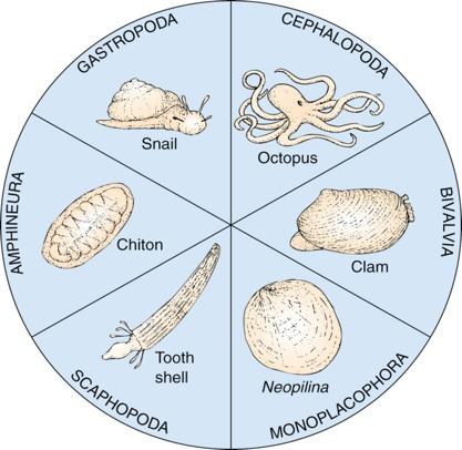 Phylum Mollusca Clams, oysters, snails, slugs, Nautilus,