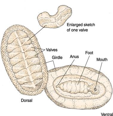Class Amphineura or Polyplacophora The Chitons Chief
