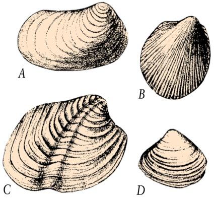Class Bivalvia or Pelecypoda Clams, oysters, scallops, mussels, rudists Chief characteristics: Skeleton consists