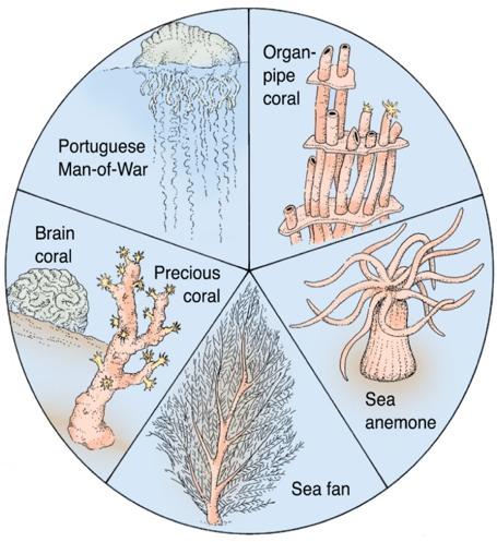 Corals, sea fans, jellyfish, and sea anemones. Name: Cnidaria are named for stinging cells called cnidoblasts or cnidocytes.