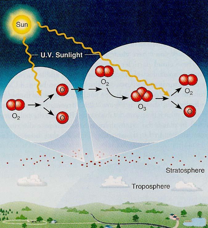 Natural Balance of Stratospheric Ozone Photodissociation of molecular oxygen (O 2 ) by sun s UV rays, generating two oxygen radicals (O): O 2 + UV O + O Oxygen radical combines with oxygen molecule