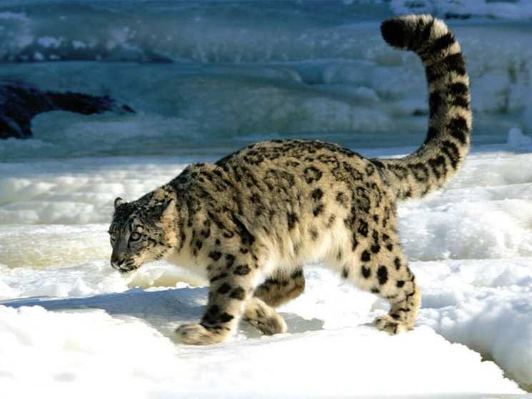 page 5 Mammal: Snow Leopard 1. List the adaptations for thermoregulation in the appropriate sections below. Structural Behavioural Physiological 2.