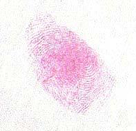 experiments to confirm conclusions, as applicable Fingerprint Comparison