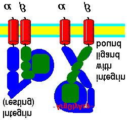 In this case, label should be found at periodic intervals along the polypeptide.
