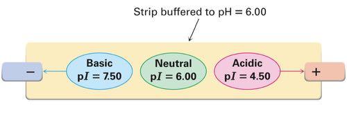 Isoelectric)Point)of)Proteins Proteins also have an overall isoelectric point (pi).