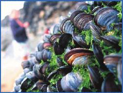 Tracking Harmful Algal Blooms In a harmful algal bloom (HAB) a bloom of harmful algae (certain species) at the coastline causes toxins to accumulate in filterfeeding shellfish, such as mussels,