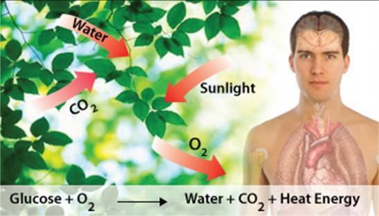 29 4541/2 Respiration Process Proses Respirasi Photosynthesis Process Proses Fotosintesis Diagram 10.1 Rajah 10.1 Diagram 10.1 shows the respiration process.