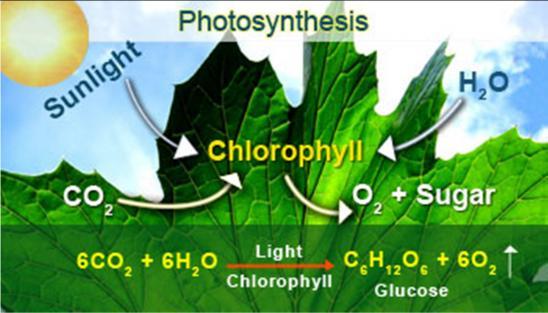 release waste products. The chemical equation may be simplified as: Diagram 10.2 Rajah 10.2 Diagram 10.2 shows the photosynthesis process. In plants, photosynthesis occurs mainly within the leaves.