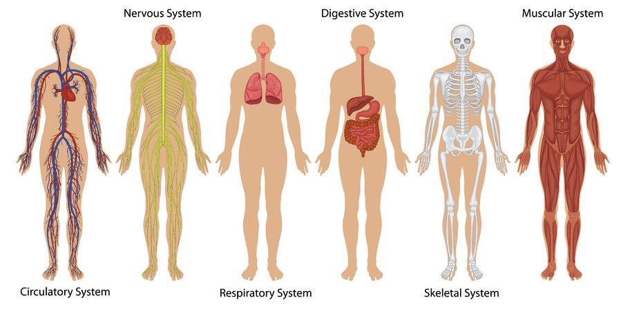 Name: STAAR REVIEW 2015 BIOLOGICAL PROCESSES AND SYSTEMS: Which body system(s) would be used for running?