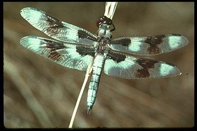 6) ODONATA DRAGONFLY AND DAMSELFLY Chewing mouthpart.