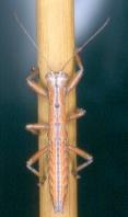 17) MANTOPHASMATODEA discovered 2002 South Africa Carnivorous