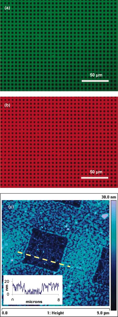Figure 4. Images of patterned QDs. The HA-patterned glass substrate has a bilayer of cationic (PAA) 7.2 nm (red) and anionic (MAA) 3.4 nm (green) QDs deposited sequentially (QD-MAA/ QD-PAA/HA/glass).
