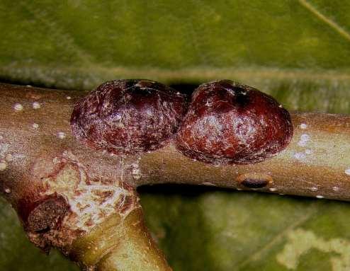 There are two scale insects on the oaks and