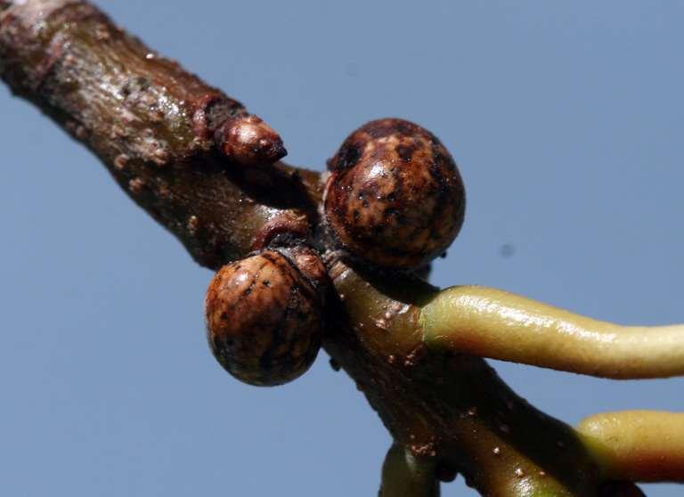 The insect partner: Pin oak kermes
