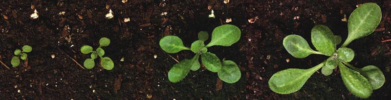 Easy to Grow Arabidopsis can be grown in small spaces or