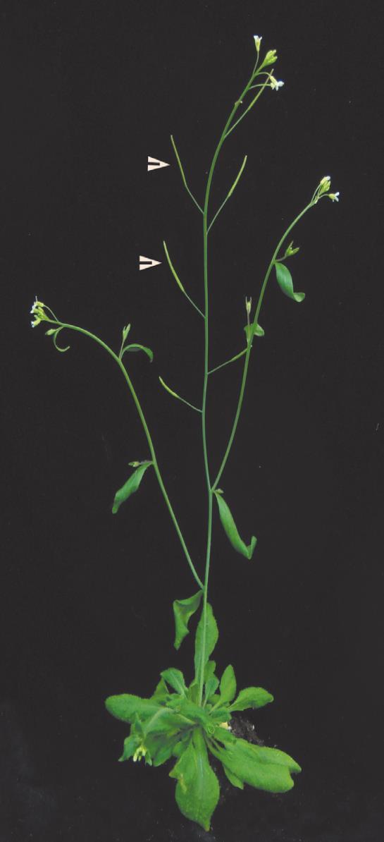 Arabidopsis thaliana Dicotyledonous angisoperm The model Plant for Genetic Engineering of Plants Member of Mustard Family Belongs to Brassicaceae Family Discovered