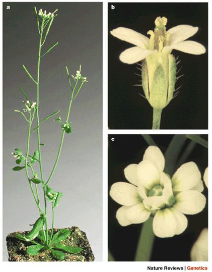 Arabidopsis thaliana A single Plant produces around 6,000 seeds /germination- massive production This enables geneticists to screen large population of seedlings for specific phenotypes Because it