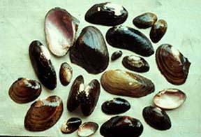 (mussels)