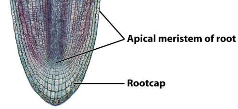 (Mitosis or Meiosis?) b. What is the apical meristem doing for the root p.634?