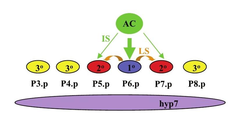 Details the AC chooses three cells and sends induction signals, the strongest going to P6.p (usually). These have progeny 22 in all. The lateral signal from P6.