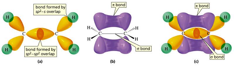 Bonding in alkene In alkene (one double bond and two single bonds) have sp 2 hybridization, where three sp 2 orbitals are