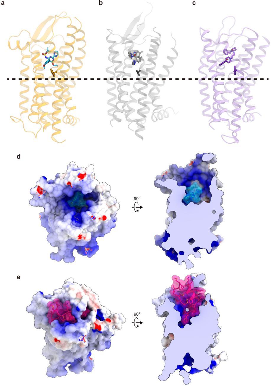 Supplementary Figure 3 Comparison with other peptide-activated GPCRs. a c, Comparison of the antagonist binding sites of the peptide-activated GPCRs.
