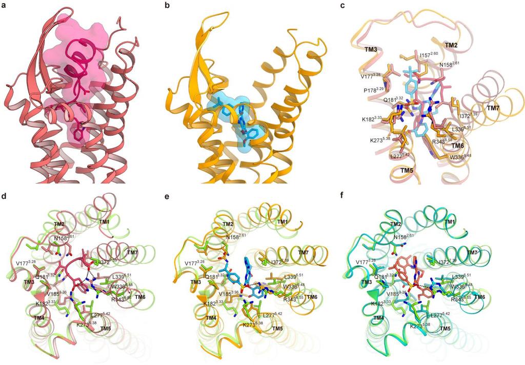 Supplementary Figure 7 Comparison of structural changes on ligand binding. a, b, Comparison of the ET-1 and bosentan binding modes, coloured as in Fig. 6.