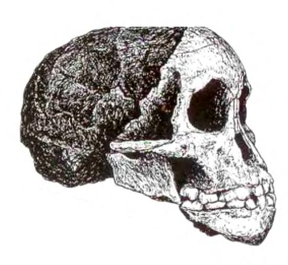 modern apes. When full grown, it would have had a cranial capacity of around 400-450 cm. What species does this find represent? (2 pts.) What are the dates for this species? (2 pts.) What type of culture might this species have possessed?
