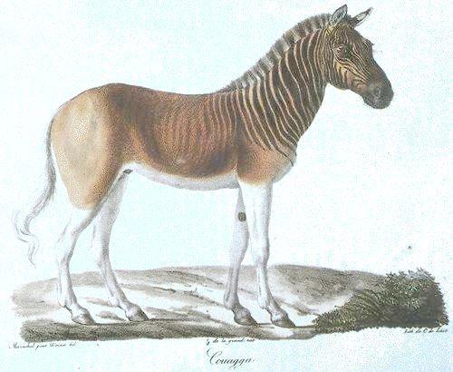 2. Ancient DNA In 1984, Higuchi et al succeeded in isolating DNA from the 140-year old skin of a quagga, a species