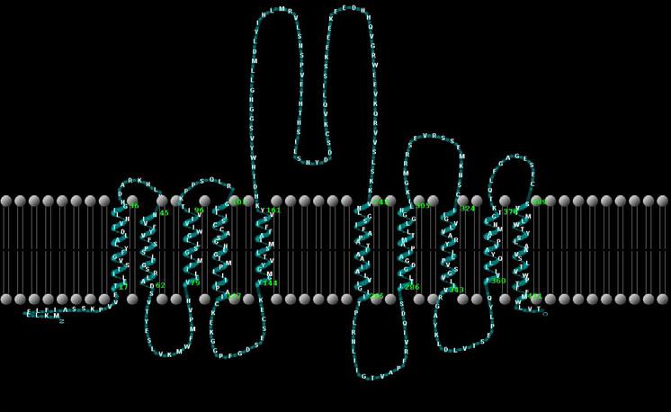 transmembrane