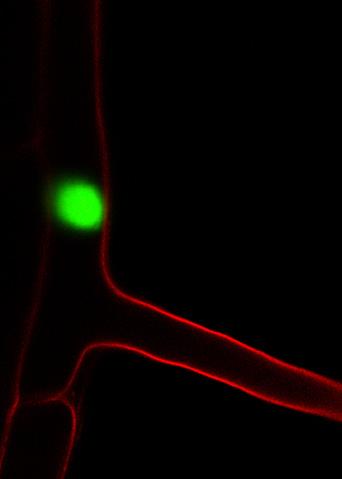 a, NLS-GFP::GUS (left), PILS1::GFP (middle) and PILS3::GFP