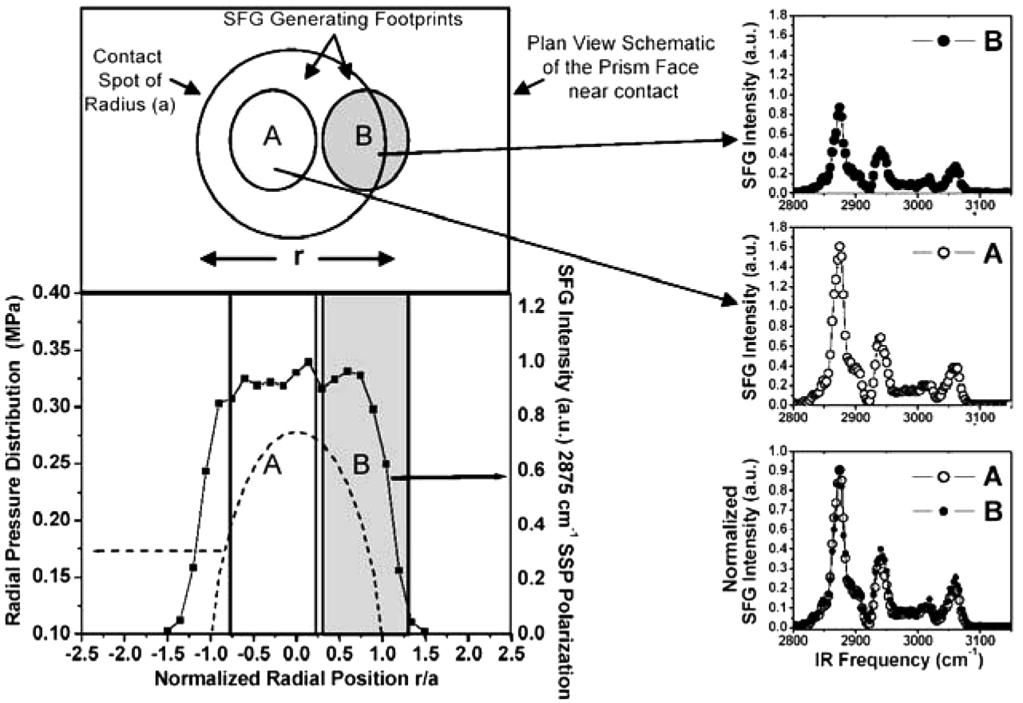 Probe of Interfacial Structure 7 FIGURE 3 Plan view schematic of prism face near the contact spot (top left), plot showing SFG intensity and expected normal stress distribution across the diameter of