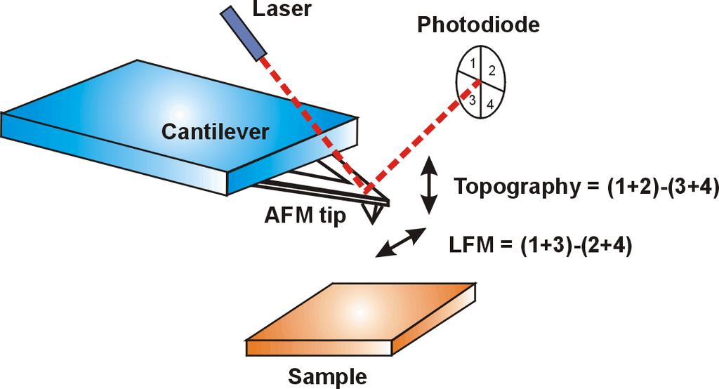 AFM Detection 1. Forces between the tip & the sample surface cause the cantilever to bend or deflect.