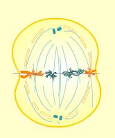Prophase II Metaphase Metaphase II DNA IS spread out as chromatin