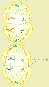 Anaphase Anaphase II APART: Chromatids split and move