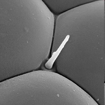 Understanding Size 10 micrometer (µm) 0.
