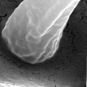 Understanding Size 1000 Nanometers 10 micrometer (µm) 0.