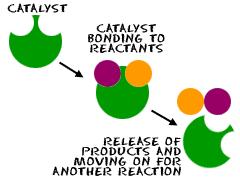 Presence of a catalyst Catalysts are substances that help a reaction proceed faster Not used up (consumed)