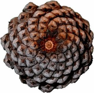 Pinecones: The spiral pattern of