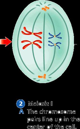meiosis, the
